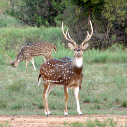 Axis Buck