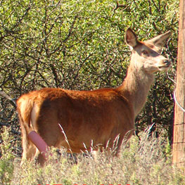 Red Stag Hind