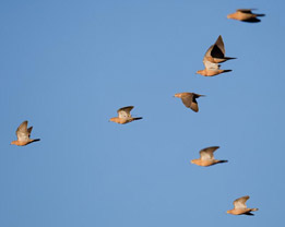 Dove Hunts in Texas